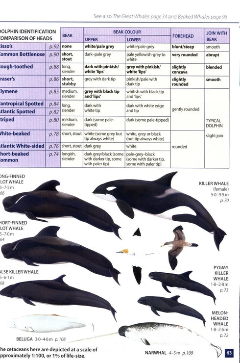 Europe's Sea Mammals - Still, R. ym. 2019